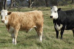 Balck-Baldy-cow-with-Charolais-X-vealer-at-foot