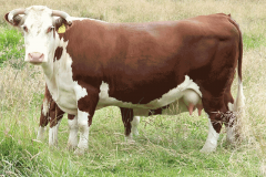 KFSW217-son-by-Mawarra-Unrivalled-retained-for-in-herd-use